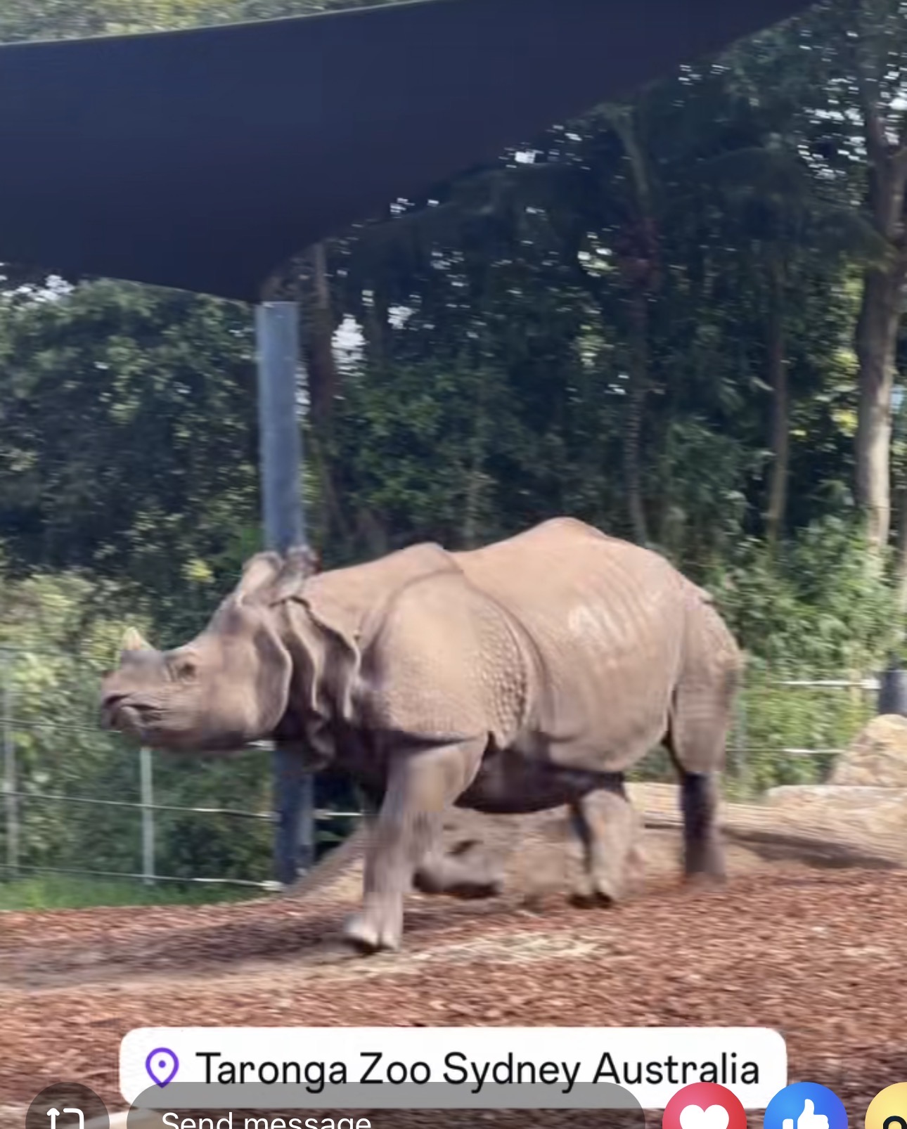 सिड्नीको Taronga Zoo मा चार वर्षीय ‘हरि’ आकर्षणको केन्द्र: एकसिँगे गैडामार्फत संरक्षण सन्देश र नेपाली समुदायको भावनात्मक जोड