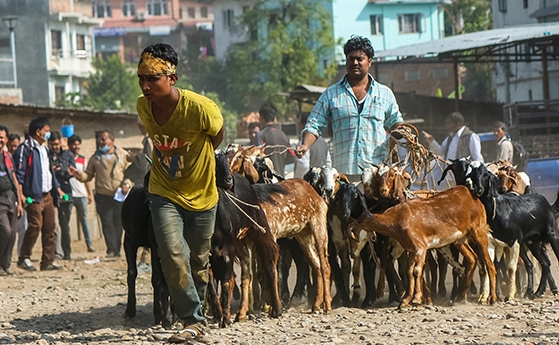 दसैंका लागि आजदेखि खसीबोकाको बिक्री सुरु