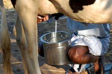 बजार अभावका कारण दूध बिक्री भएन