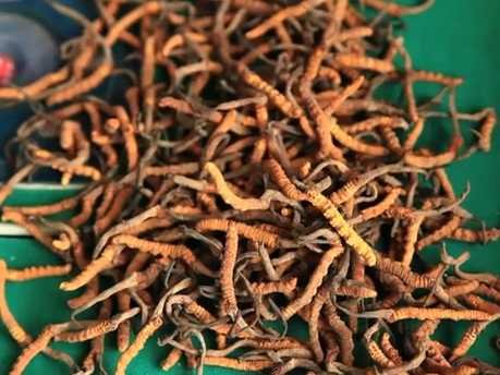 म्याग्दीको एक गाविसमा यार्सागुम्बाबाट बहत्तर लाख आम्दानी
